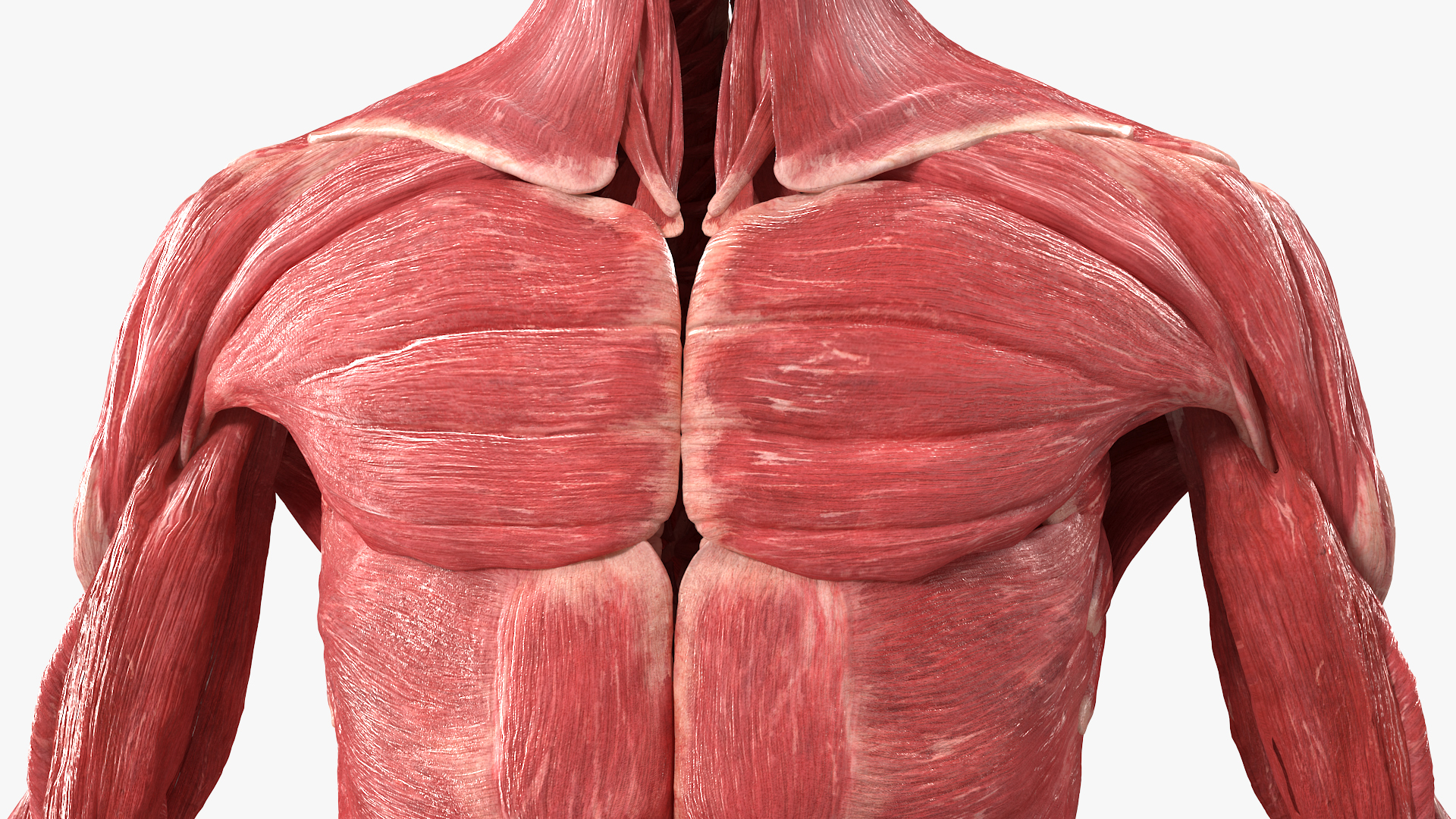 3D model Female Muscle System