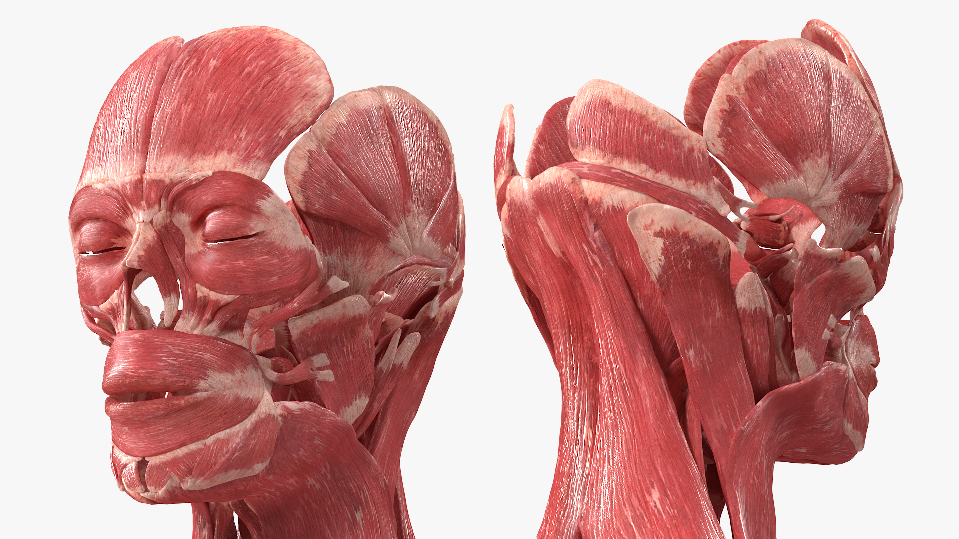 3D model Female Muscle System