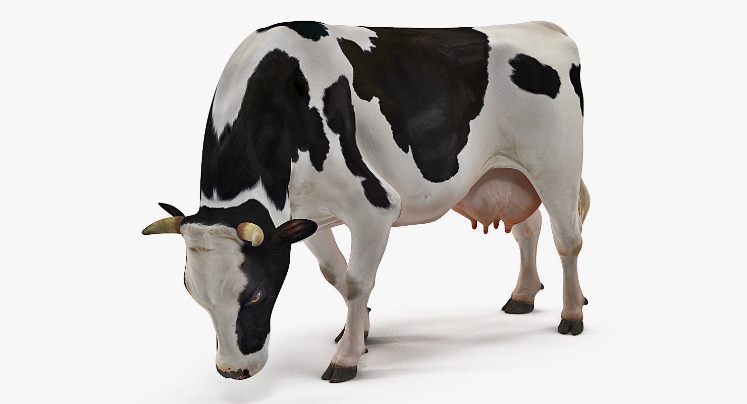 3D Dairy Cow Eating Pose