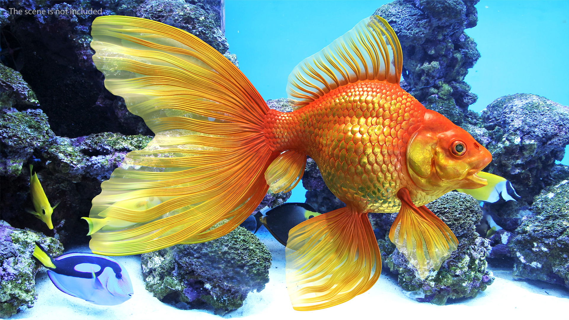 3D Orange Fancy Fantail Goldfish Rigged