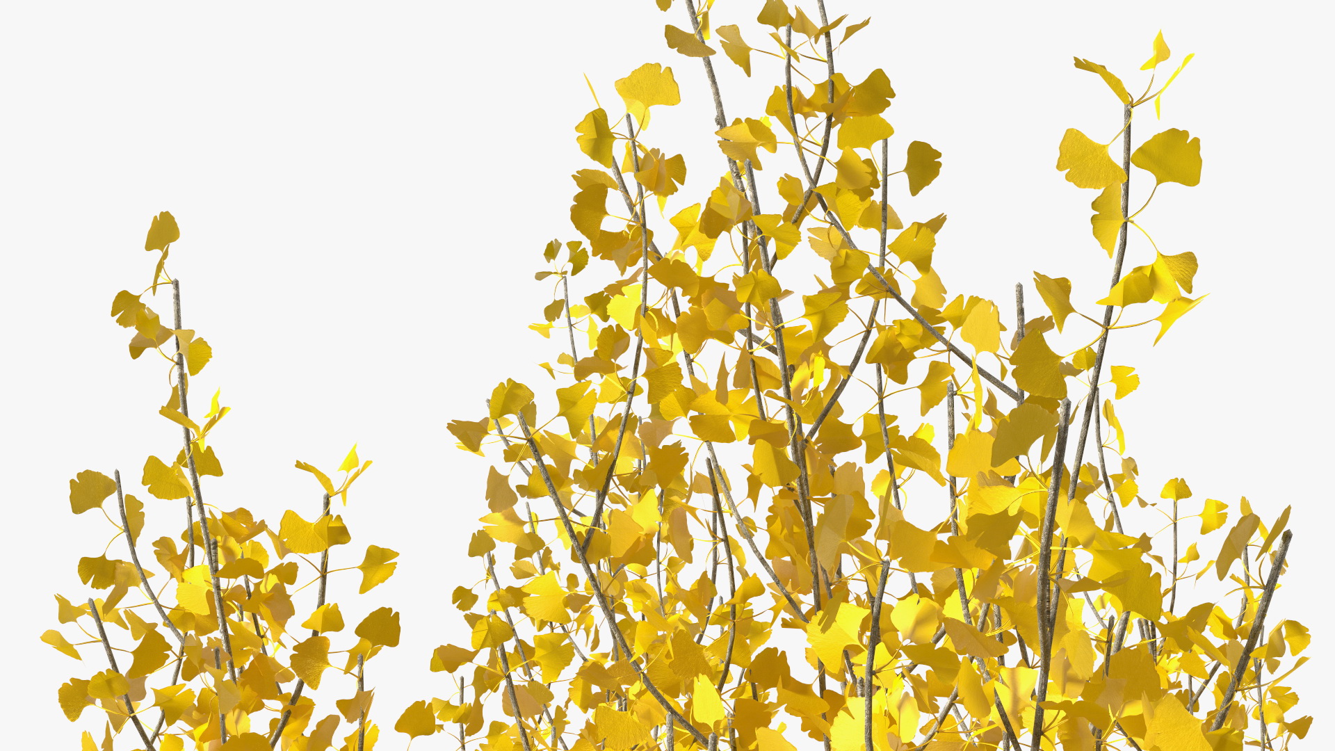 3D Ginkgo Tree Leaf Fall