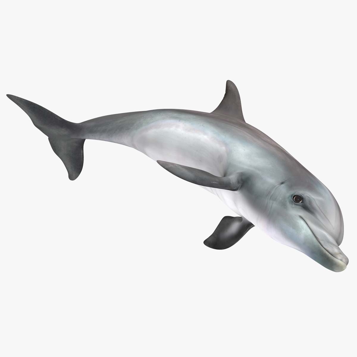 3D Dolphin Jumping Out Of Water Animated for Cinema 4D