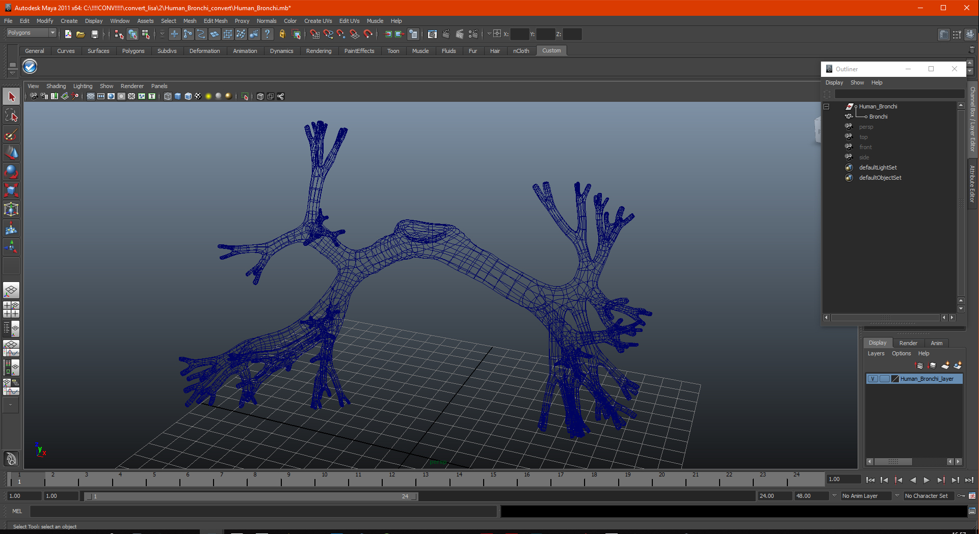 3D Human Bronchi model