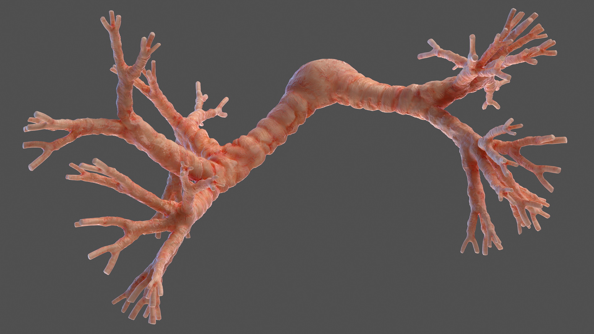 3D Human Bronchi model