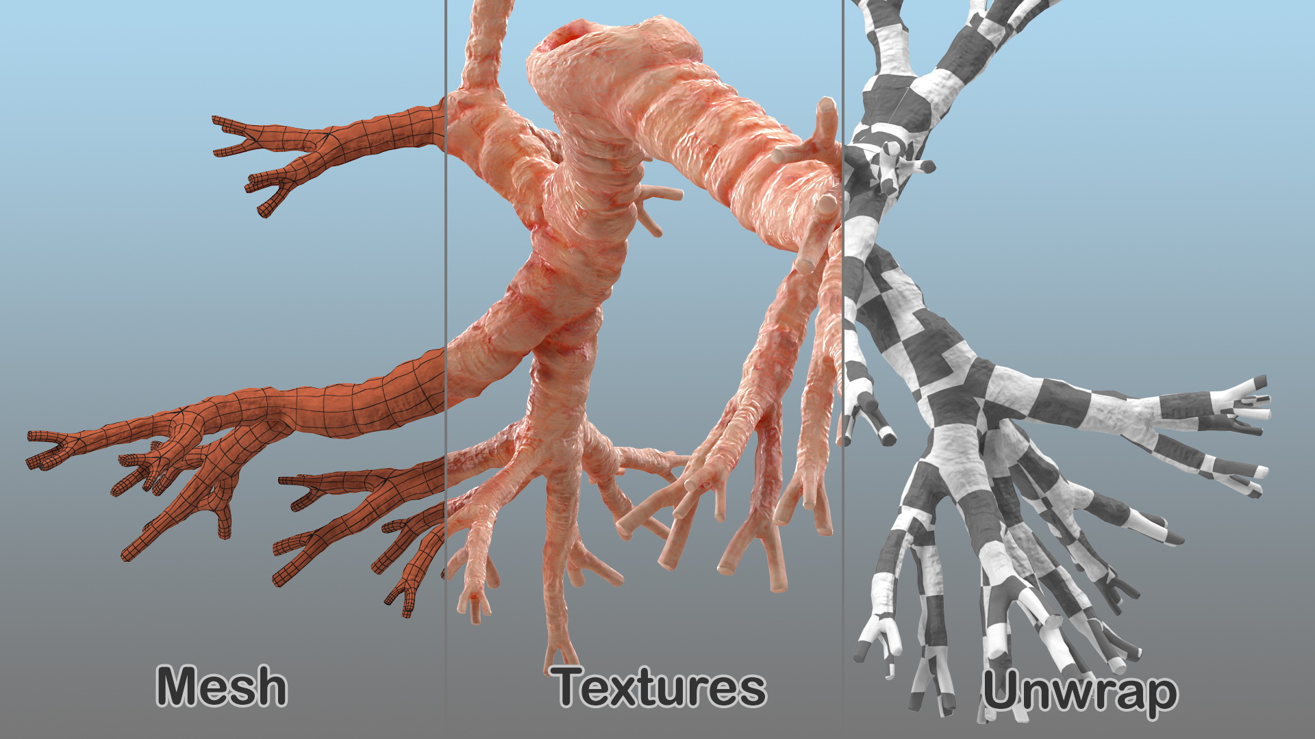 3D Human Bronchi model