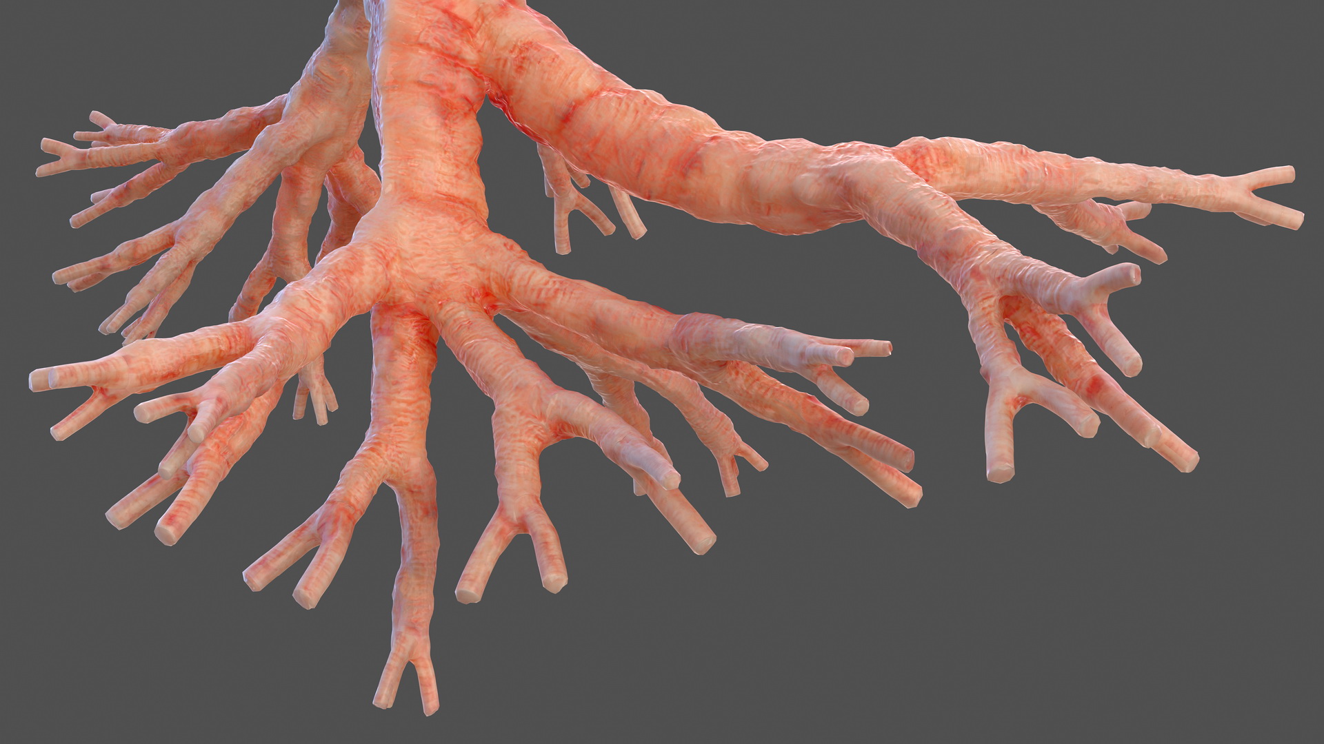 3D Human Bronchi model