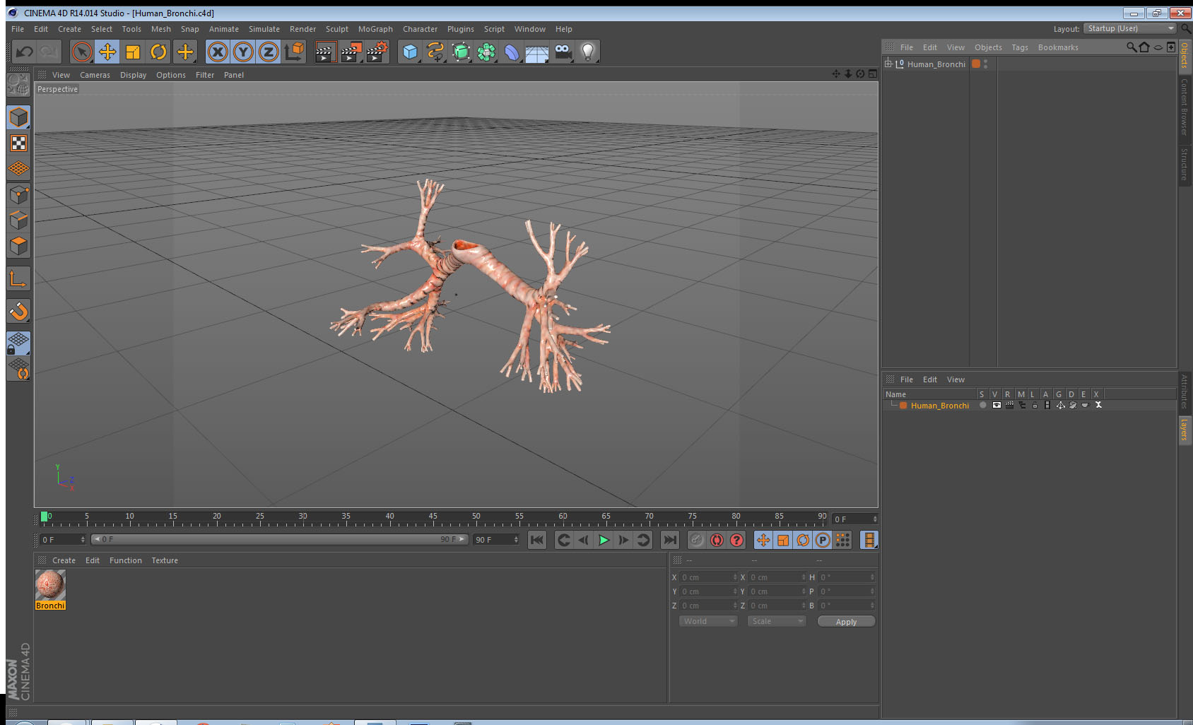 3D Human Bronchi model