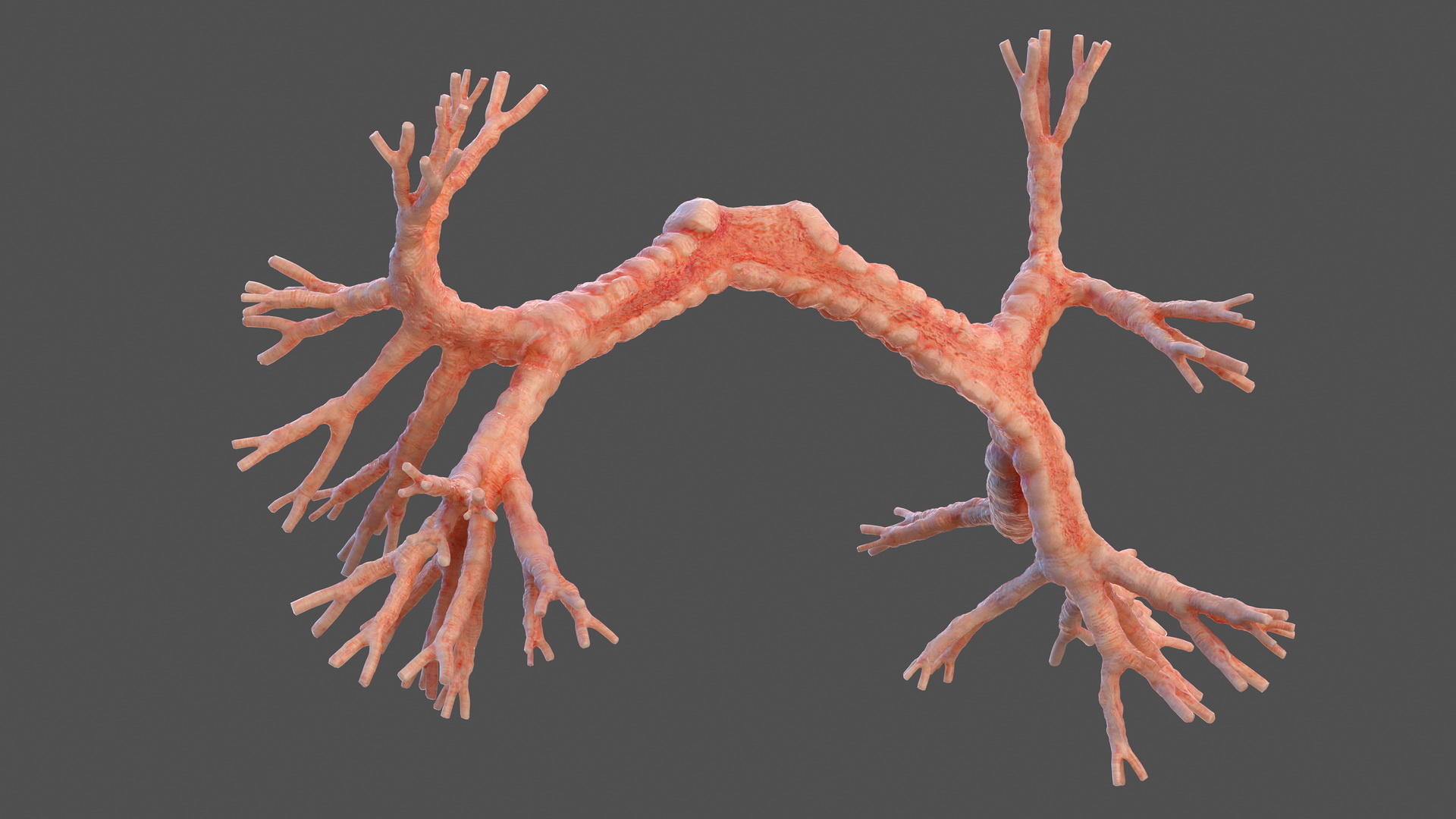 3D Human Bronchi model