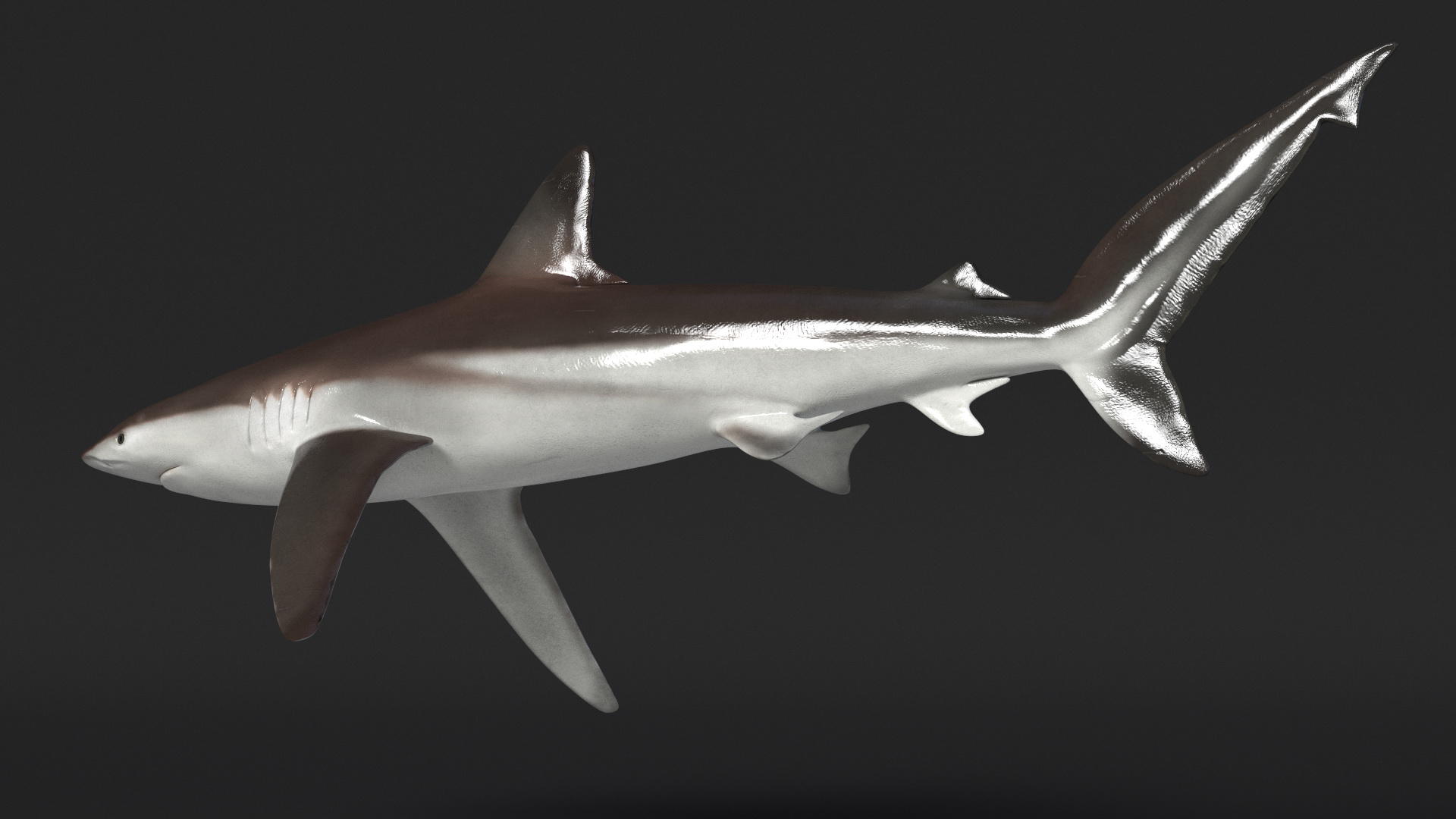 Realistic Whaler Shark 3D