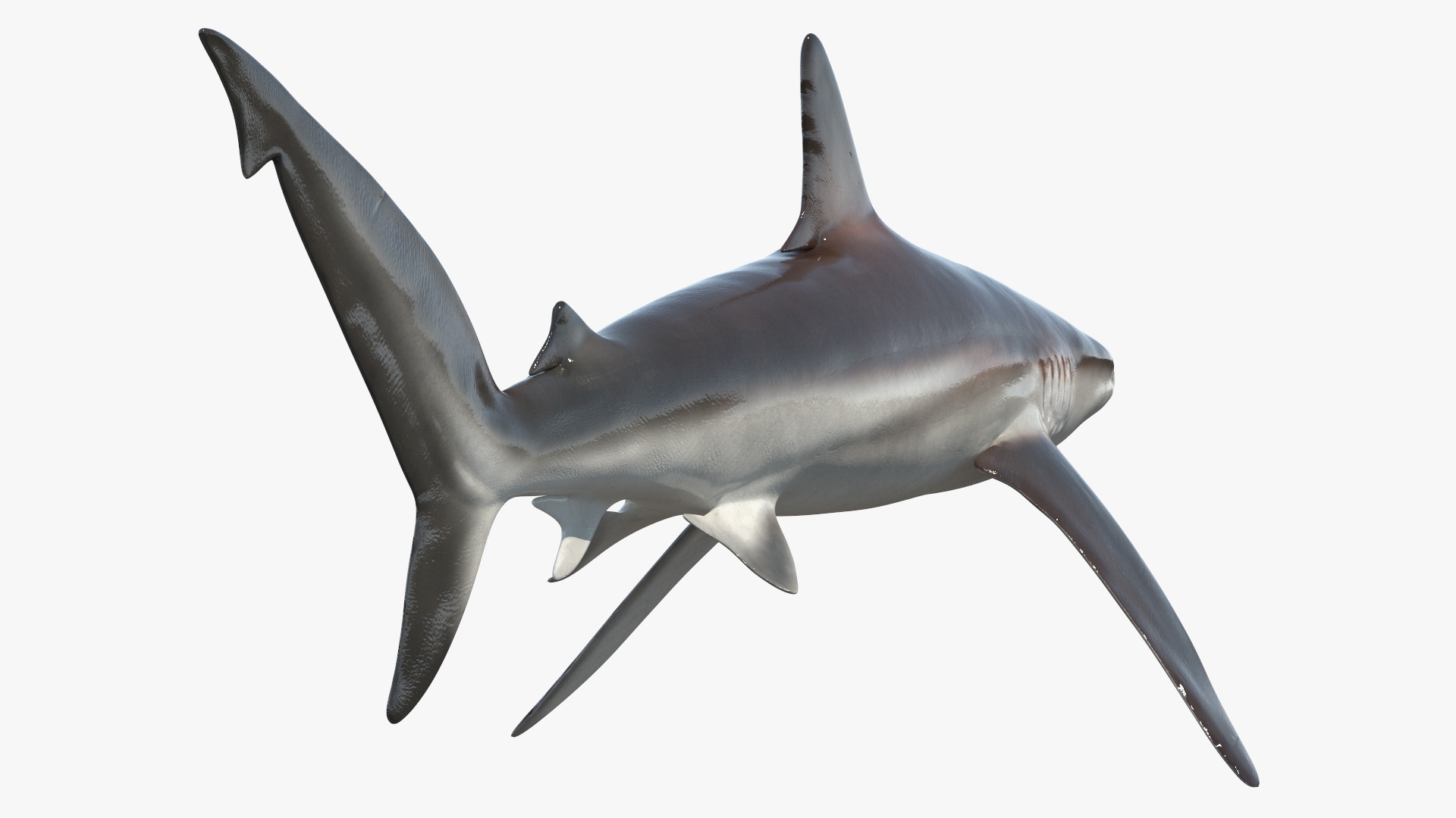 Realistic Whaler Shark 3D