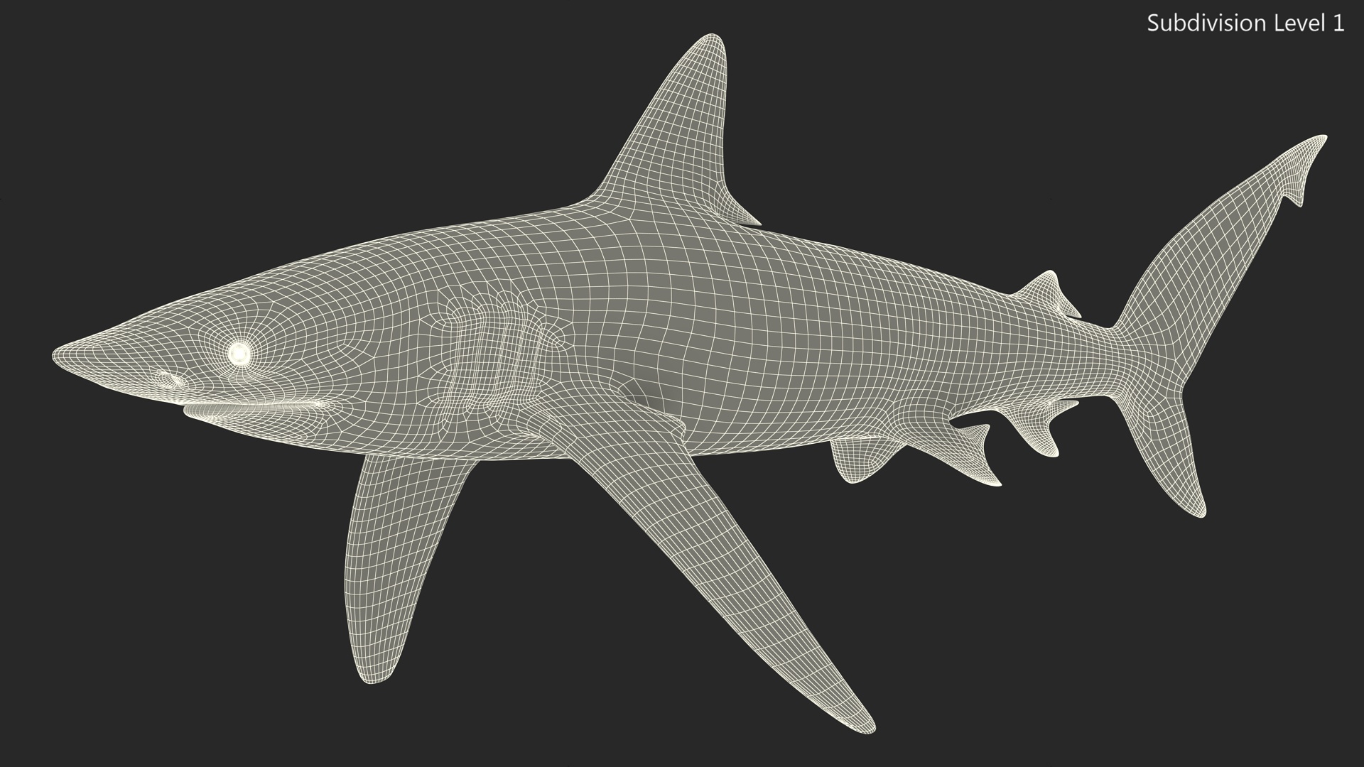 Realistic Whaler Shark 3D