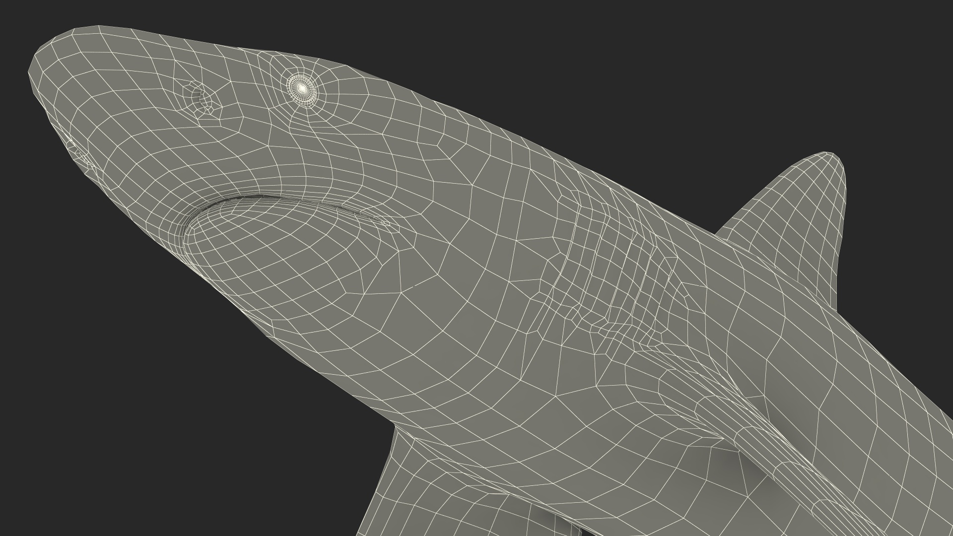 Realistic Whaler Shark 3D