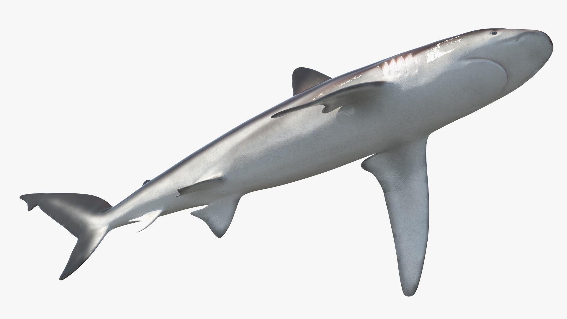 Realistic Whaler Shark 3D