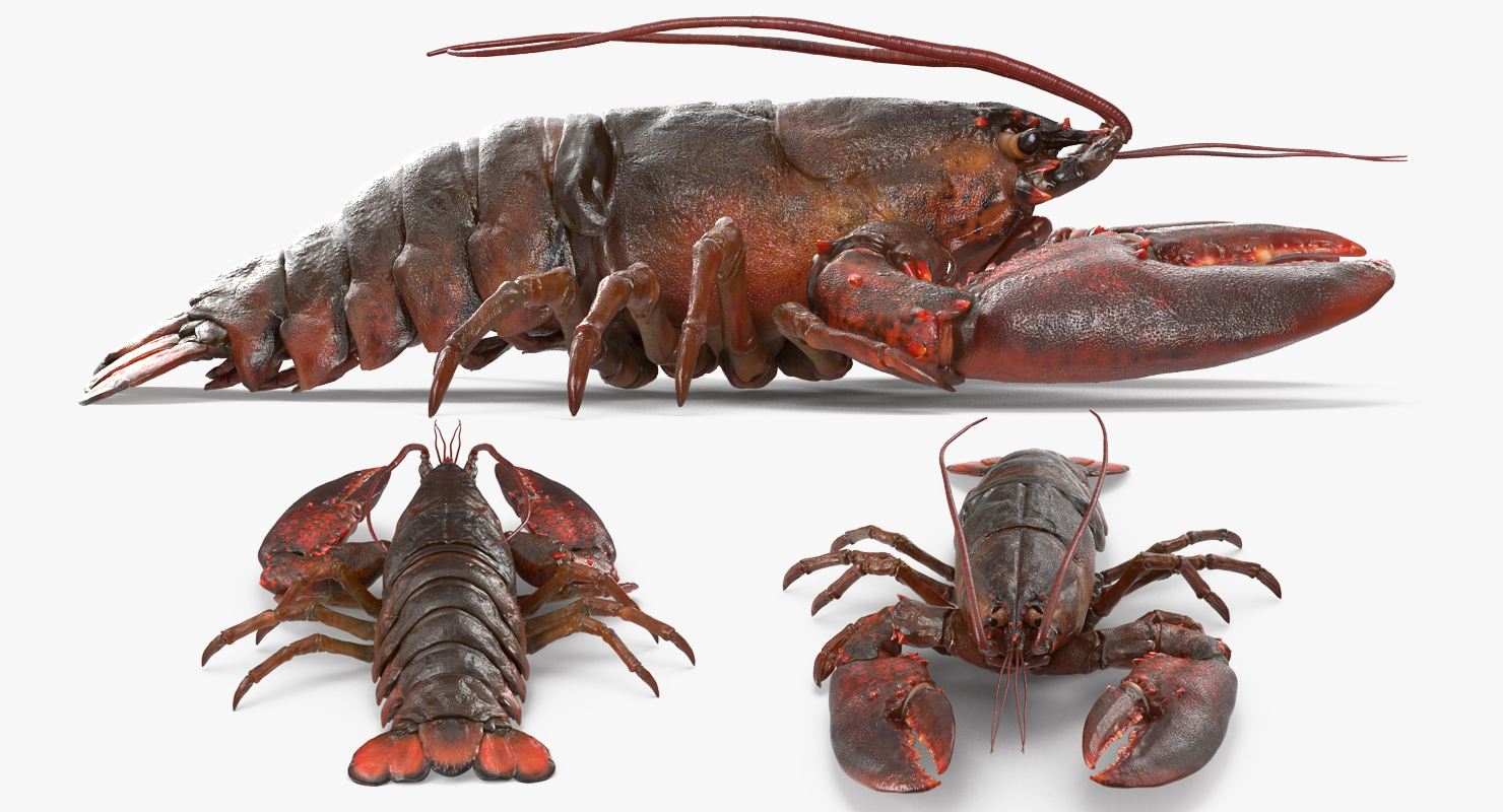 Lobster Pose 2 3D model