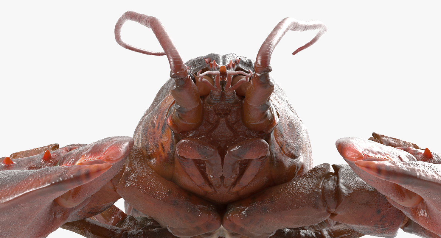 Lobster Pose 2 3D model