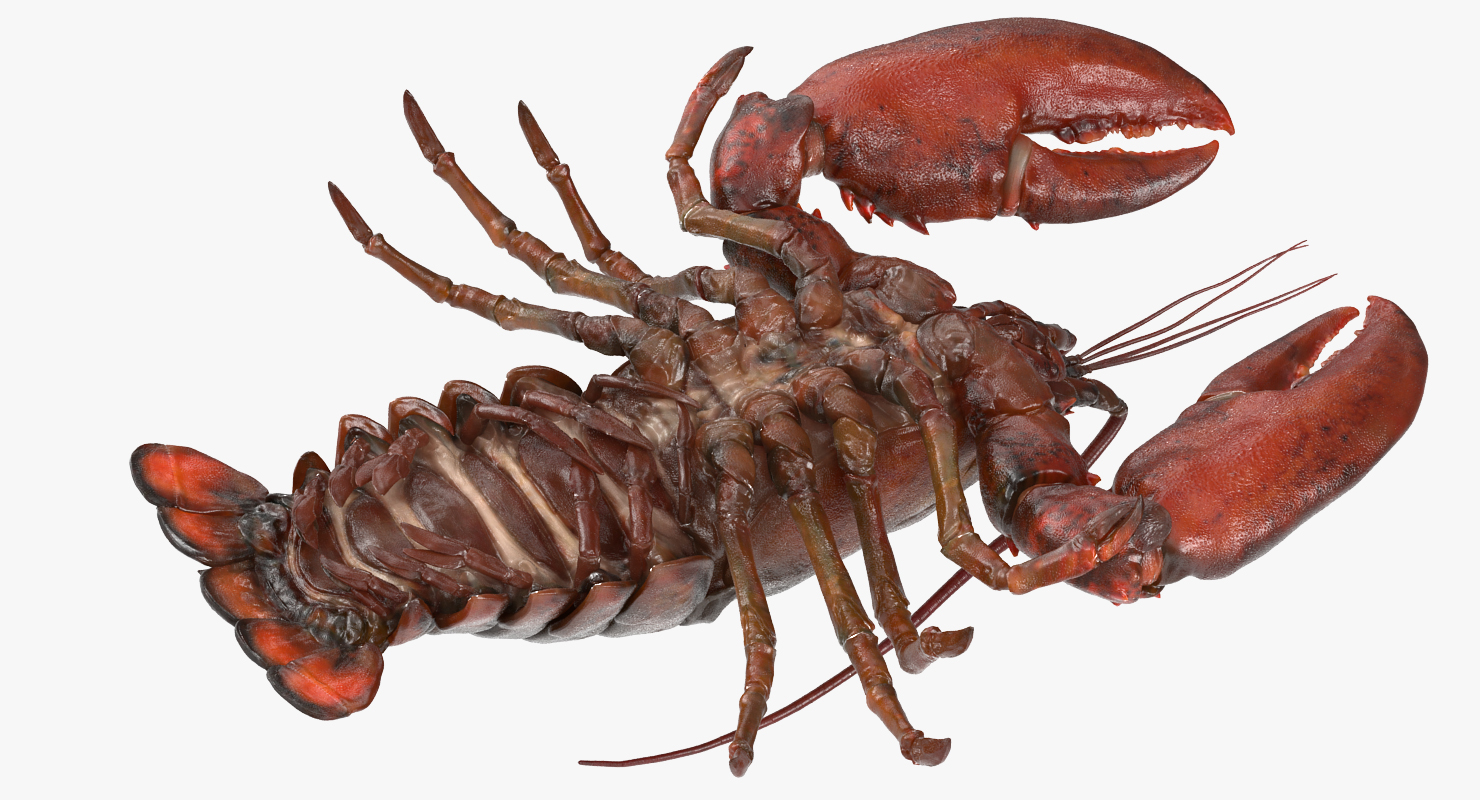 Lobster Pose 2 3D model