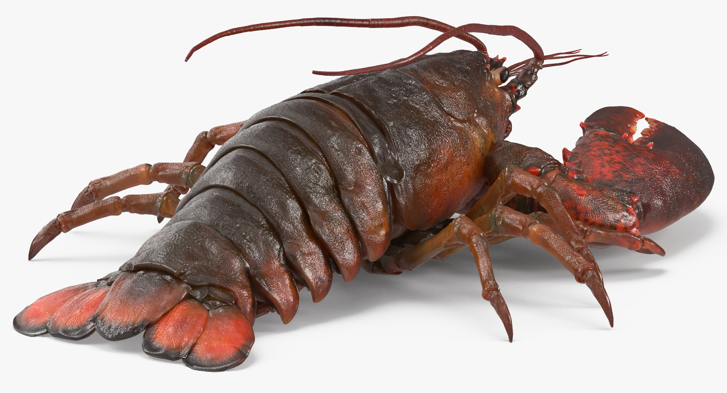 Lobster Pose 2 3D model