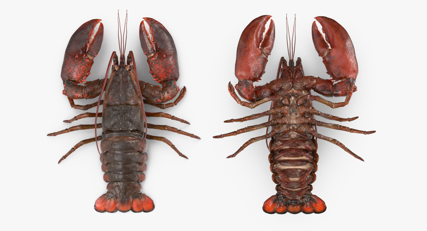 Lobster Pose 2 3D model