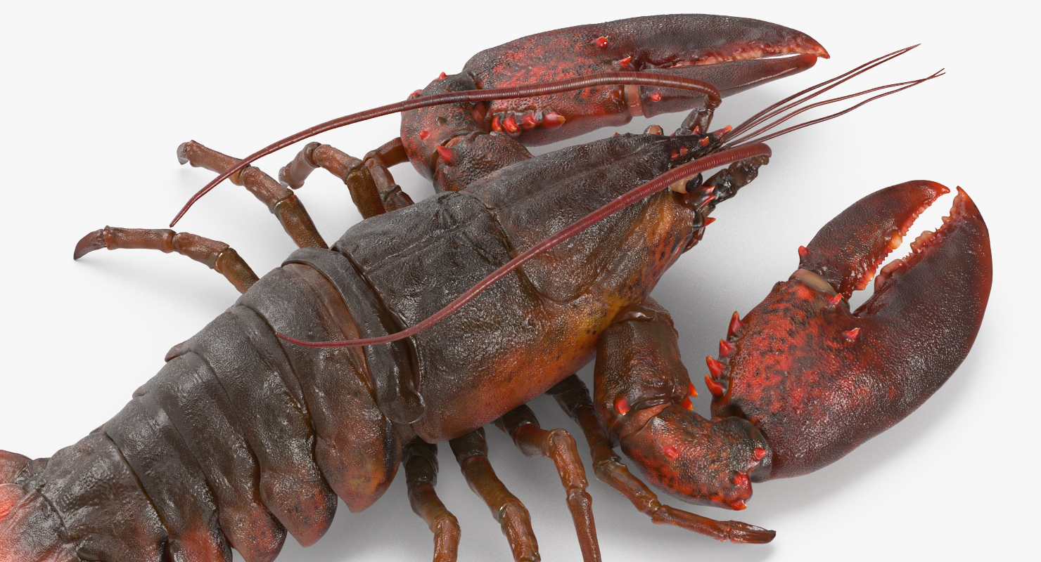 Lobster Pose 2 3D model