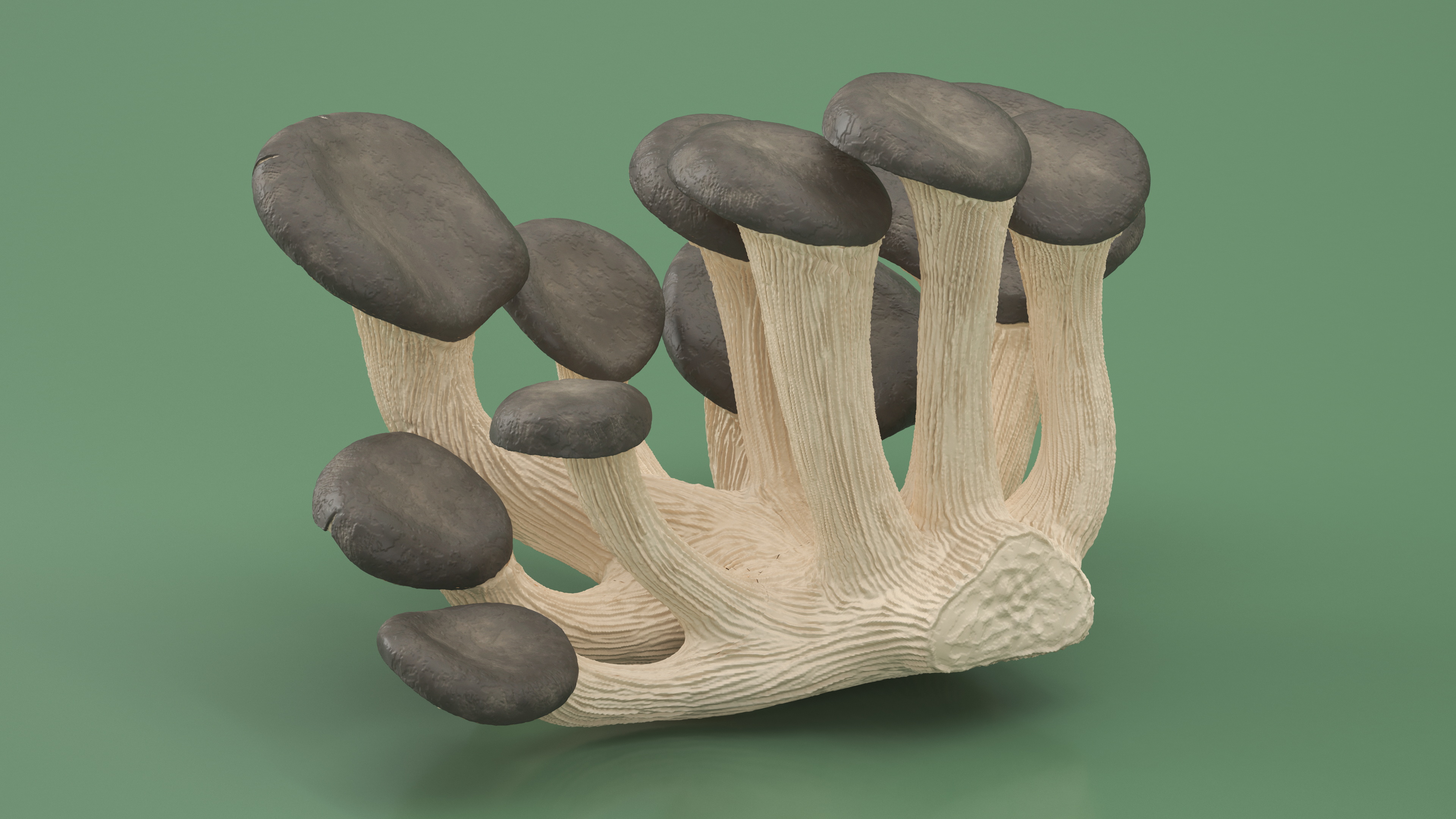 3D model Oyster