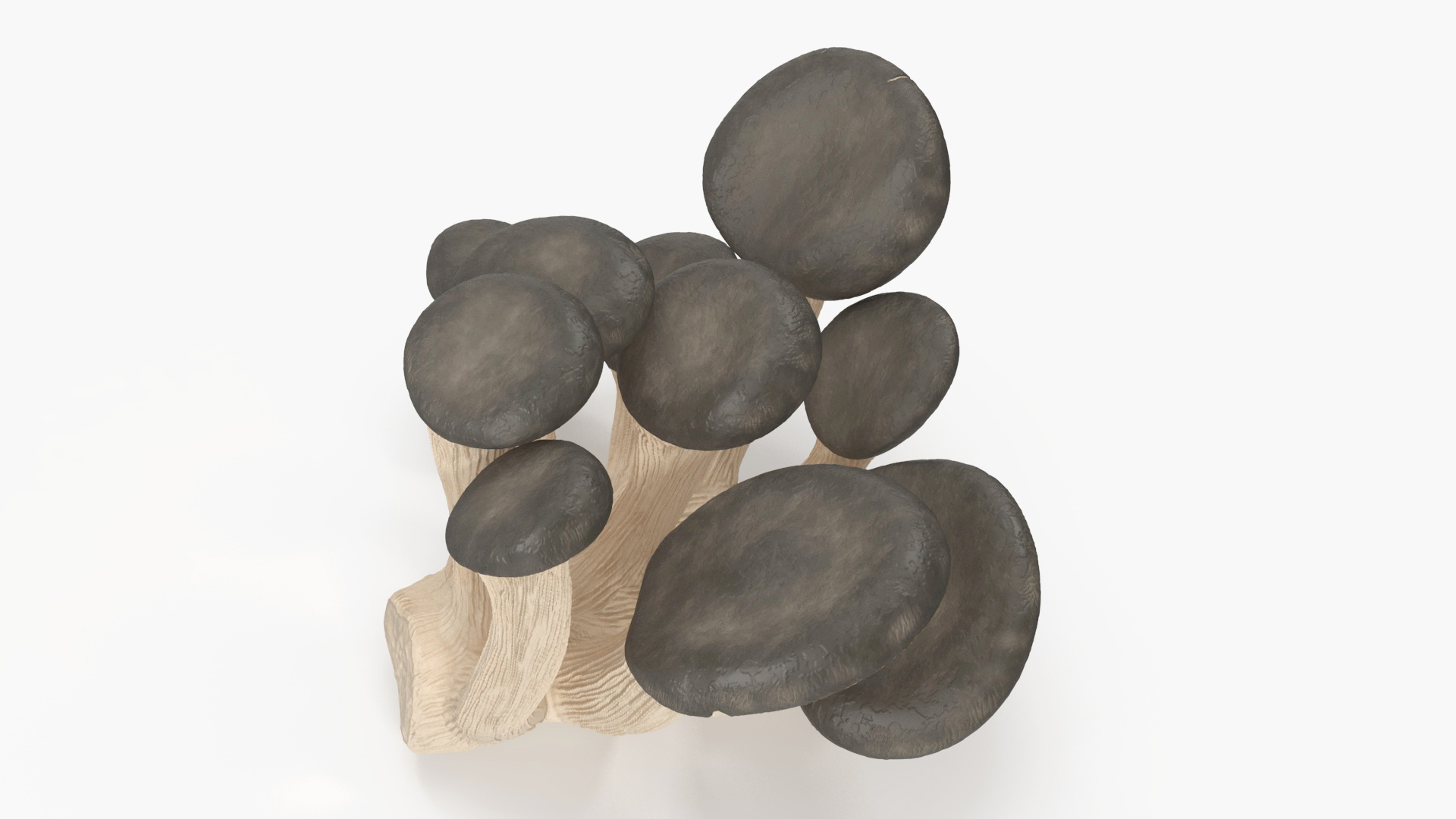 3D model Oyster