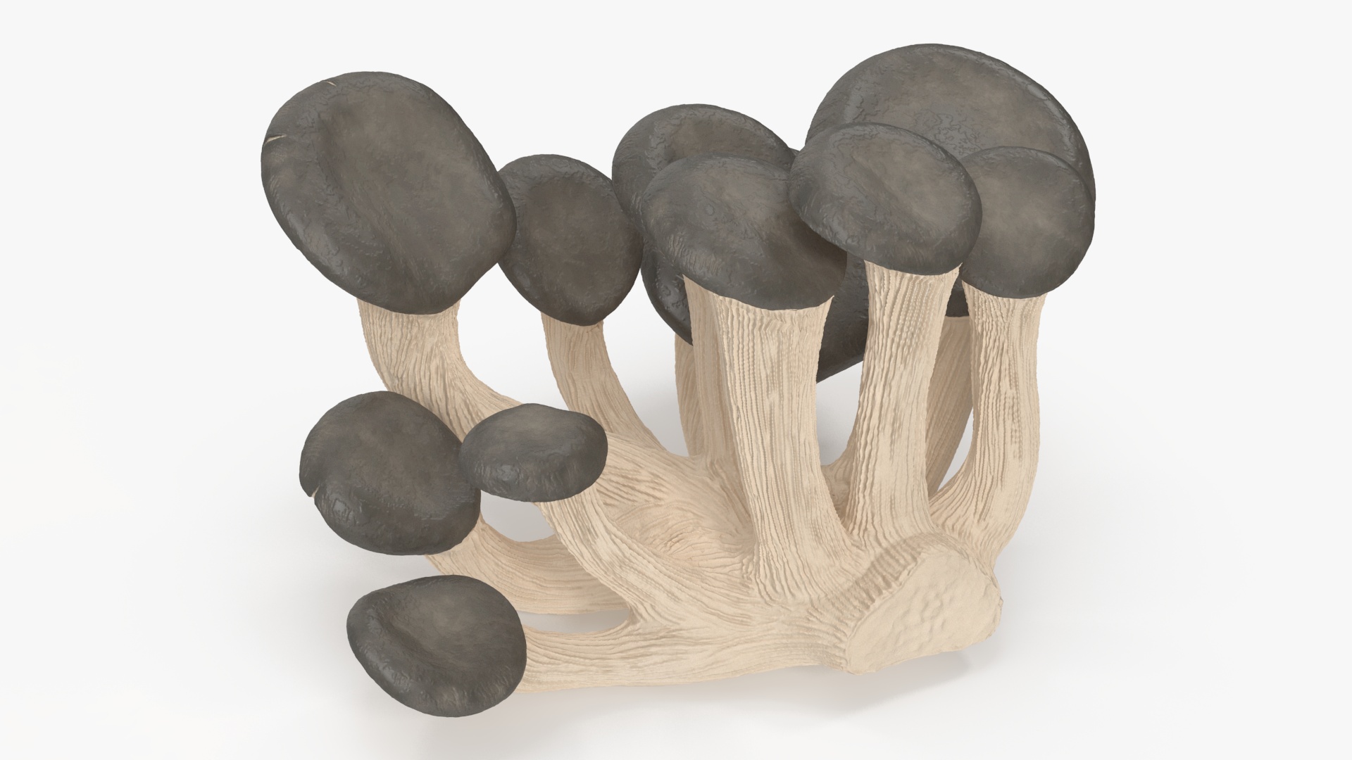 3D model Oyster