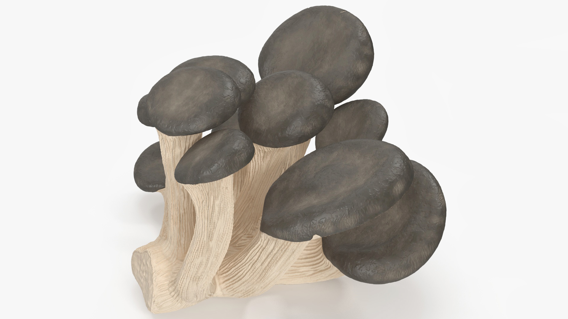 3D model Oyster