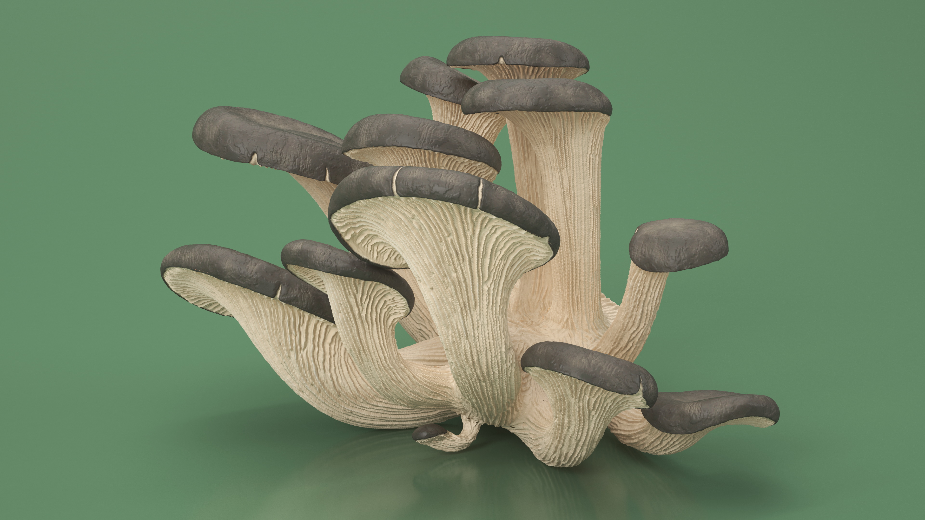 3D model Oyster