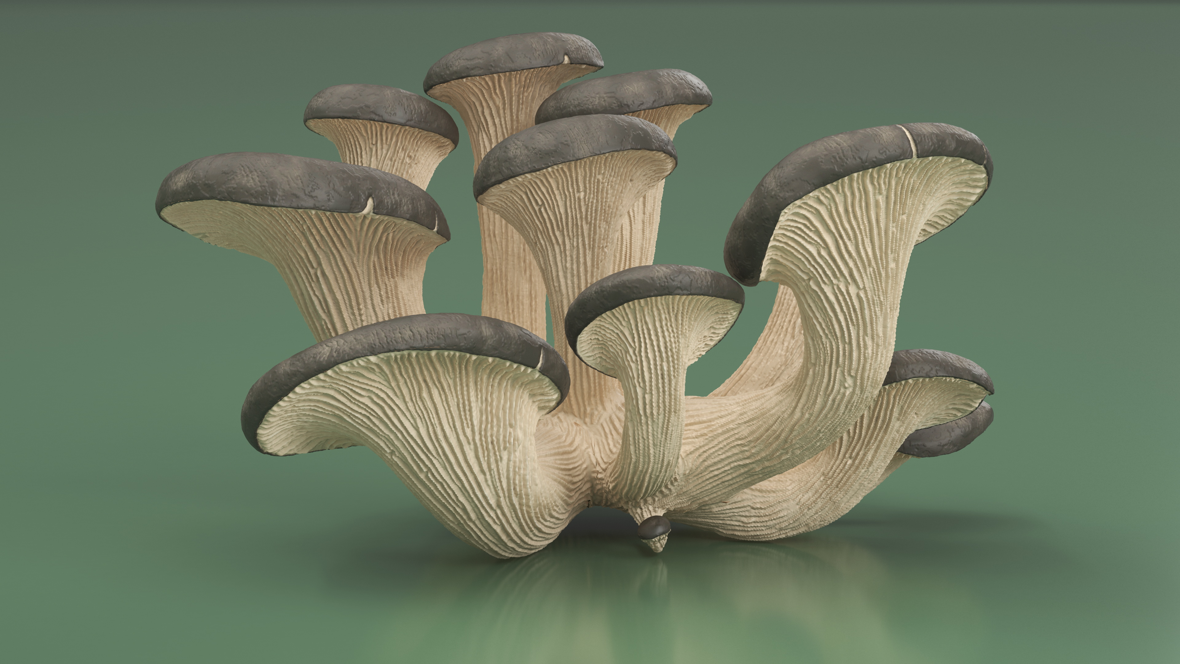 3D model Oyster