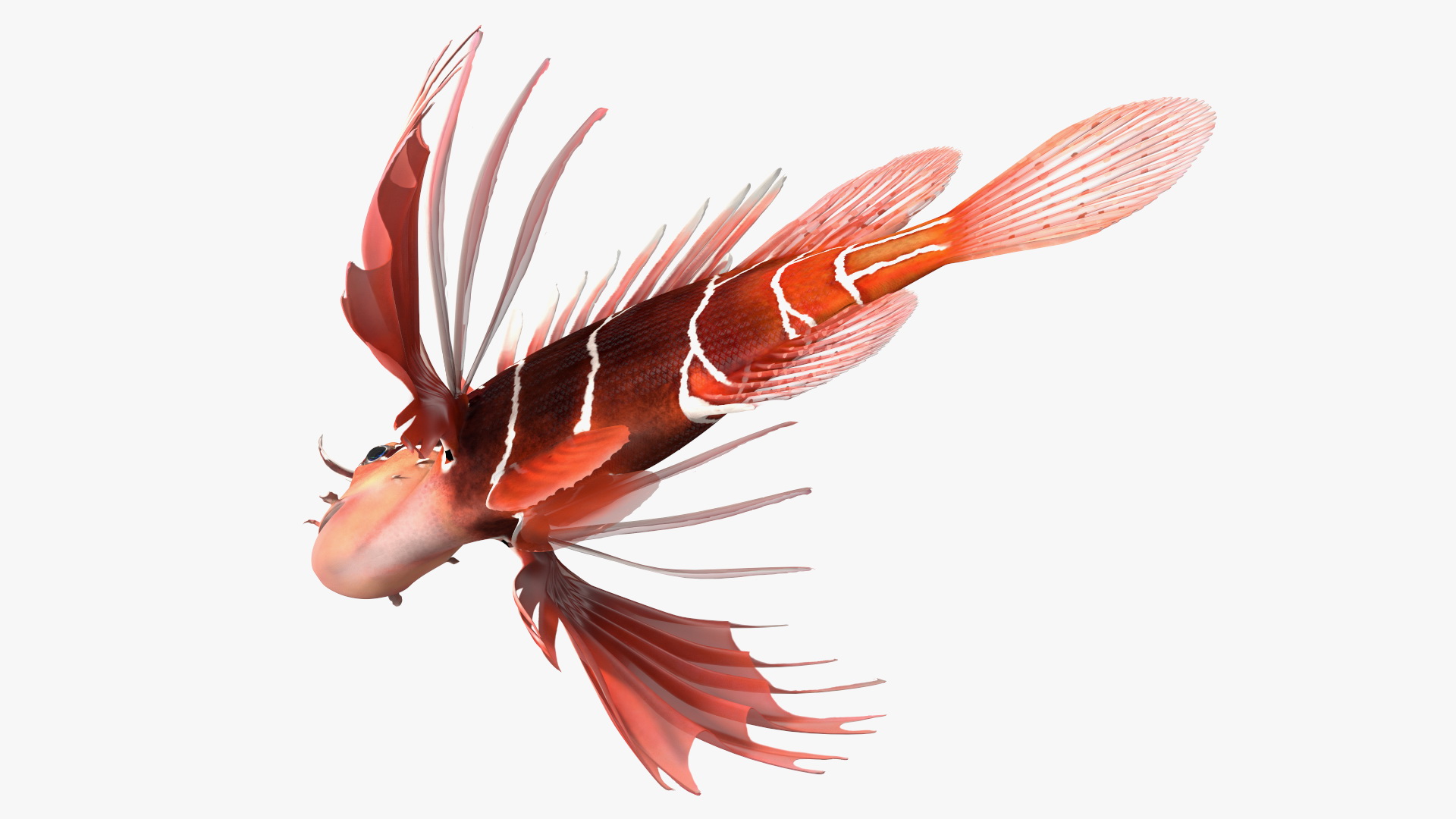 Clearfin Lionfish 3D