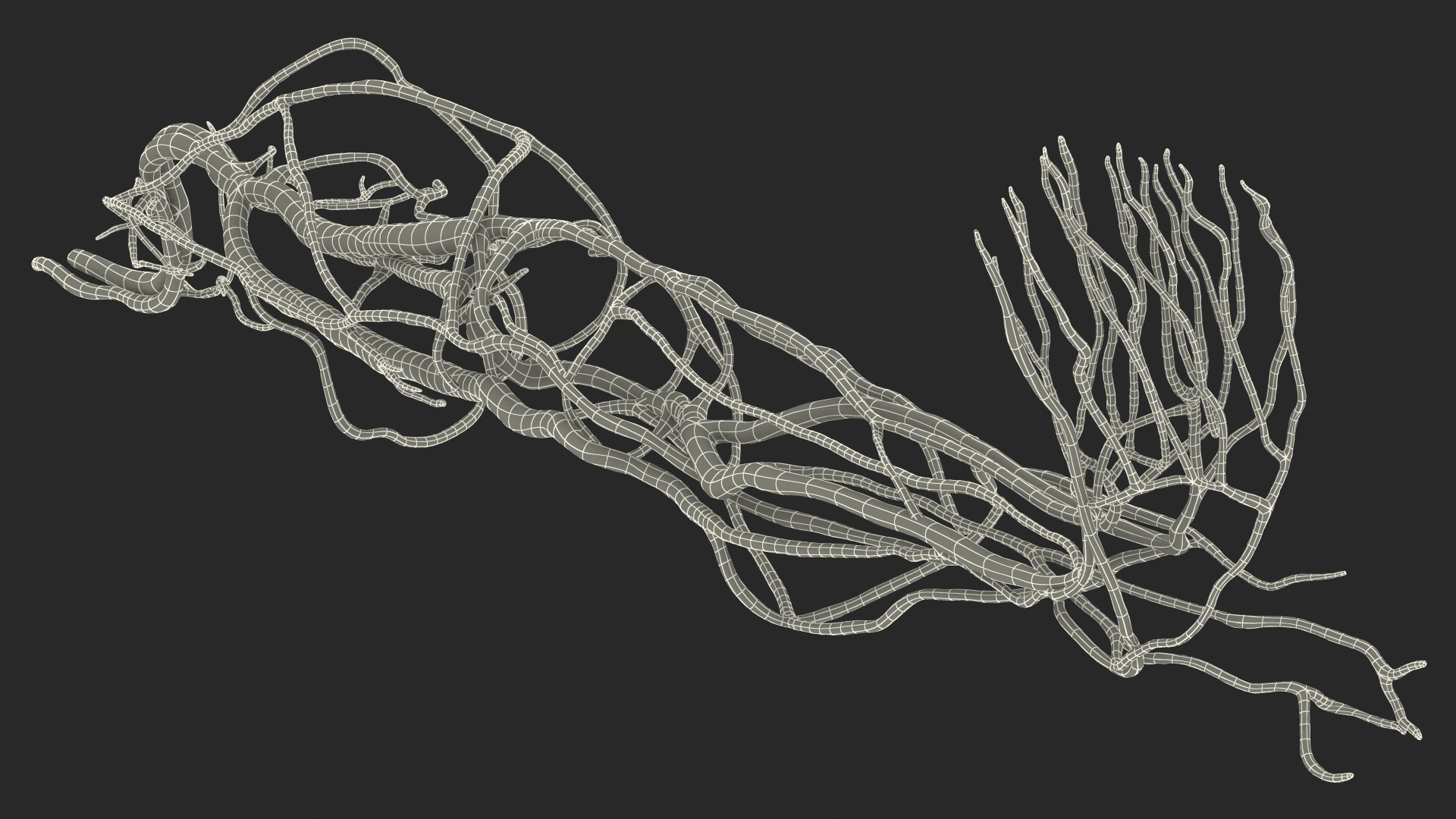 3D Human Leg Cardiovascular System