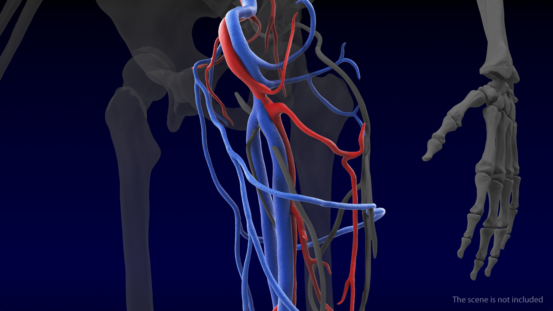 3D Human Leg Cardiovascular System