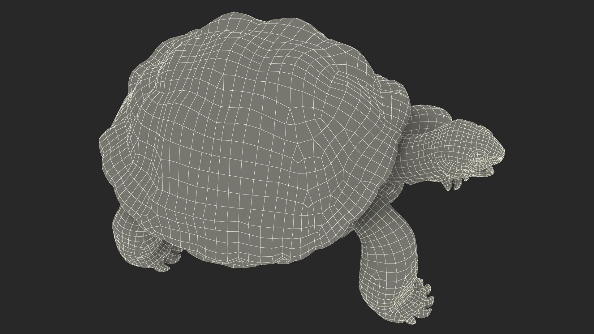 Aldabra Giant Tortoise 3D