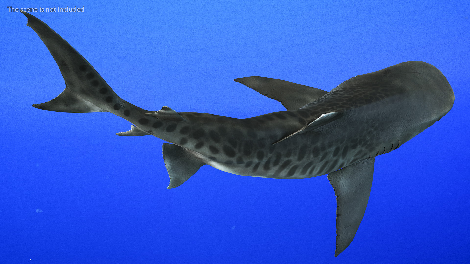 3D Tiger Shark Rigged model