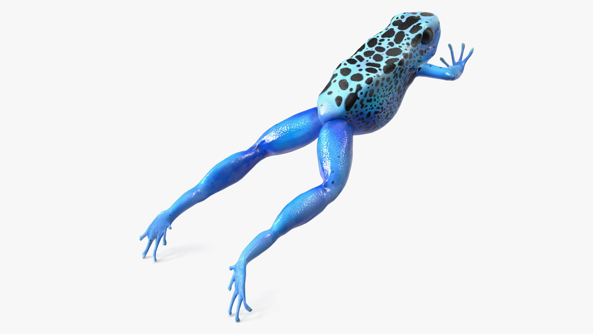 3D model Dendrobates Tinctorius Jumping Pose