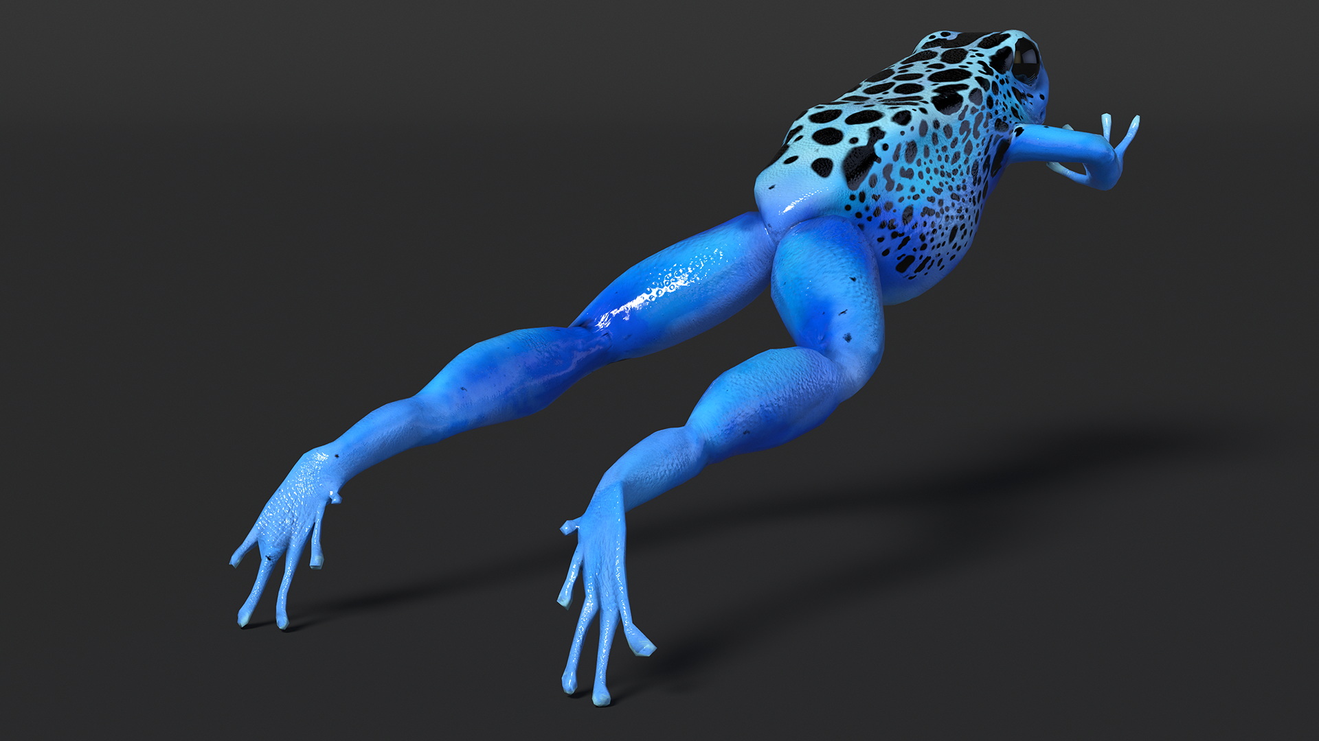 3D model Dendrobates Tinctorius Jumping Pose