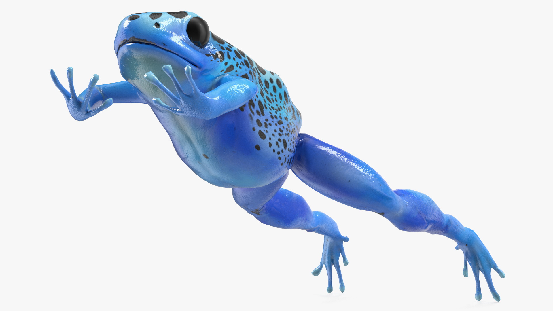 3D model Dendrobates Tinctorius Jumping Pose