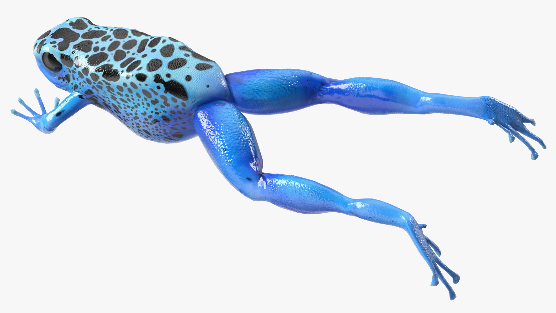 3D model Dendrobates Tinctorius Jumping Pose