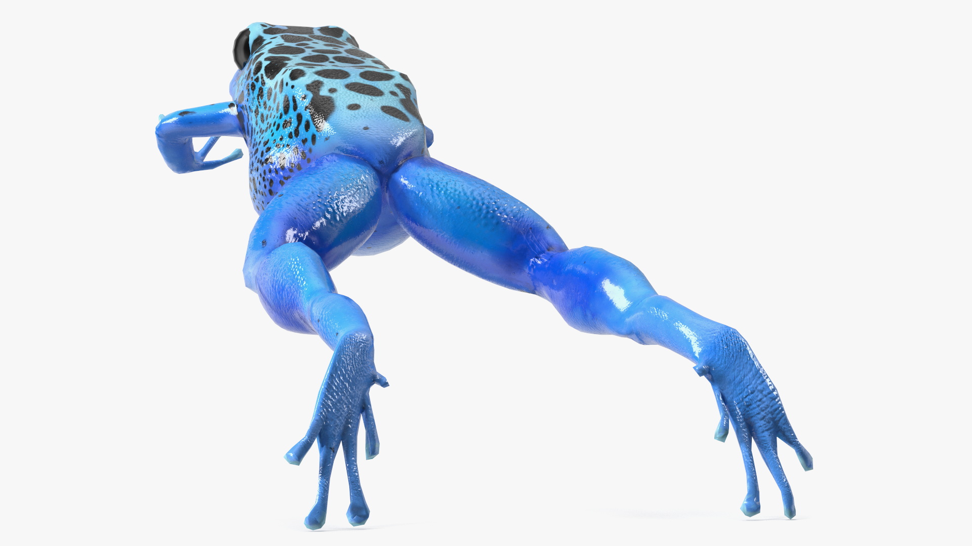 3D model Dendrobates Tinctorius Jumping Pose