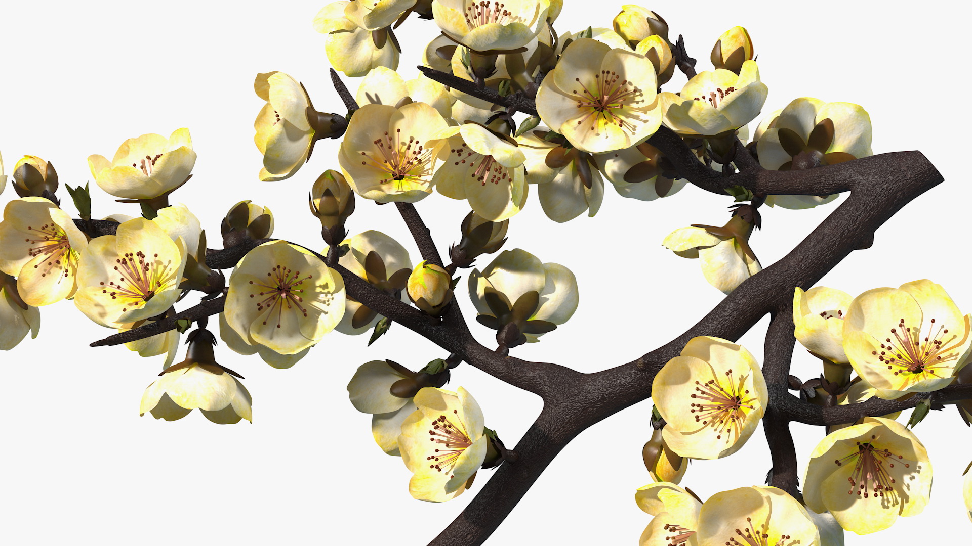 3D Yellow Cherry Blossom Branch model