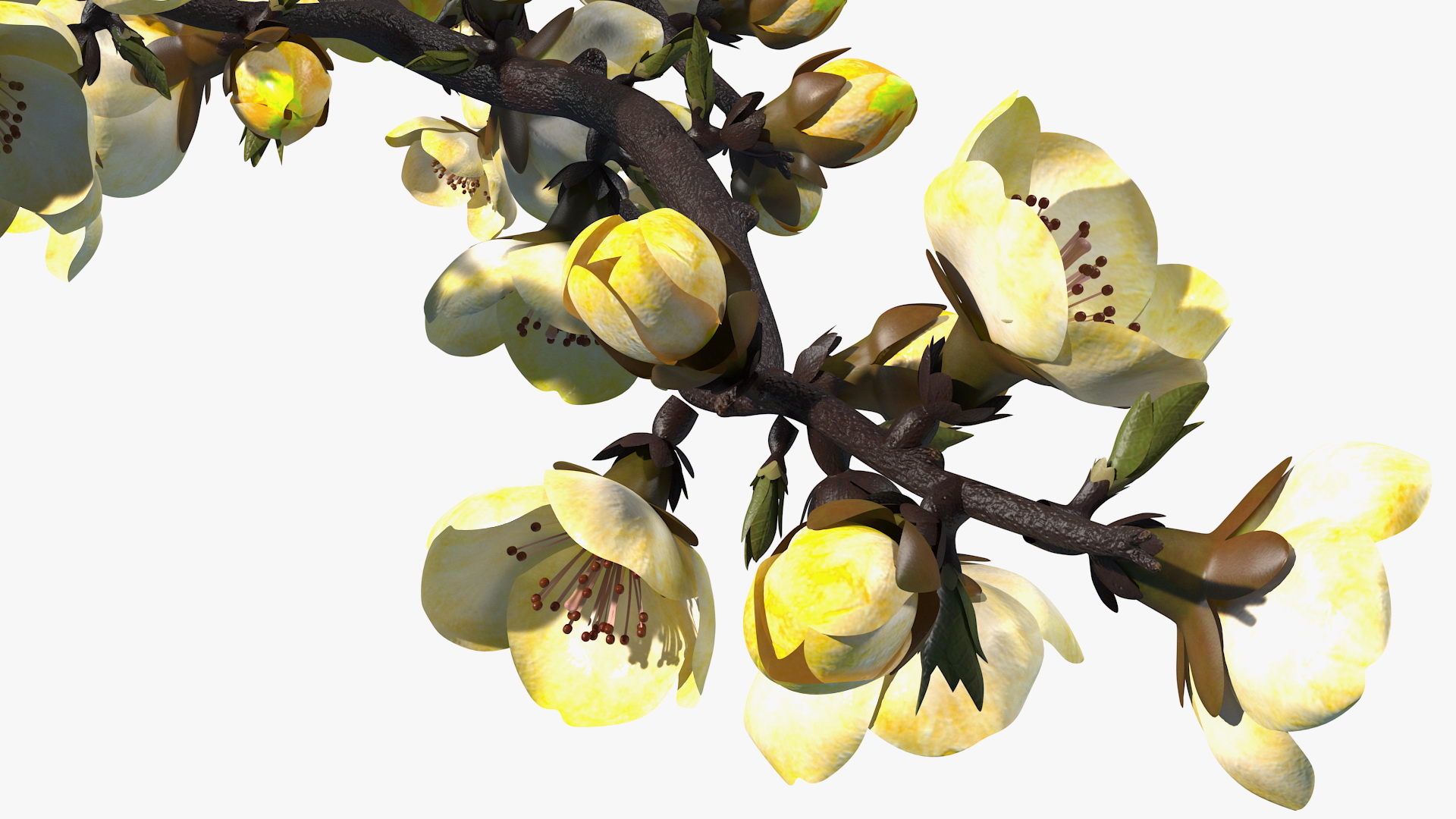 3D Yellow Cherry Blossom Branch model