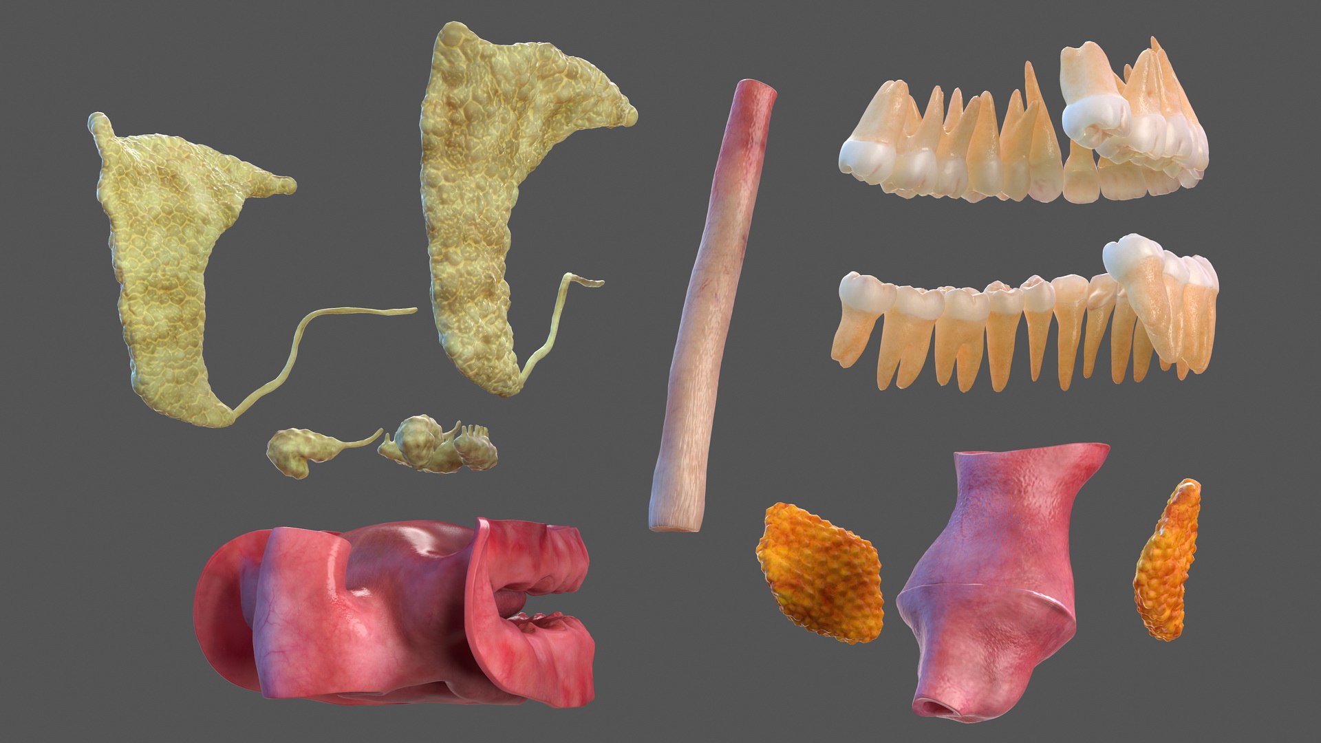 3D model Human Digestive System Anatomy