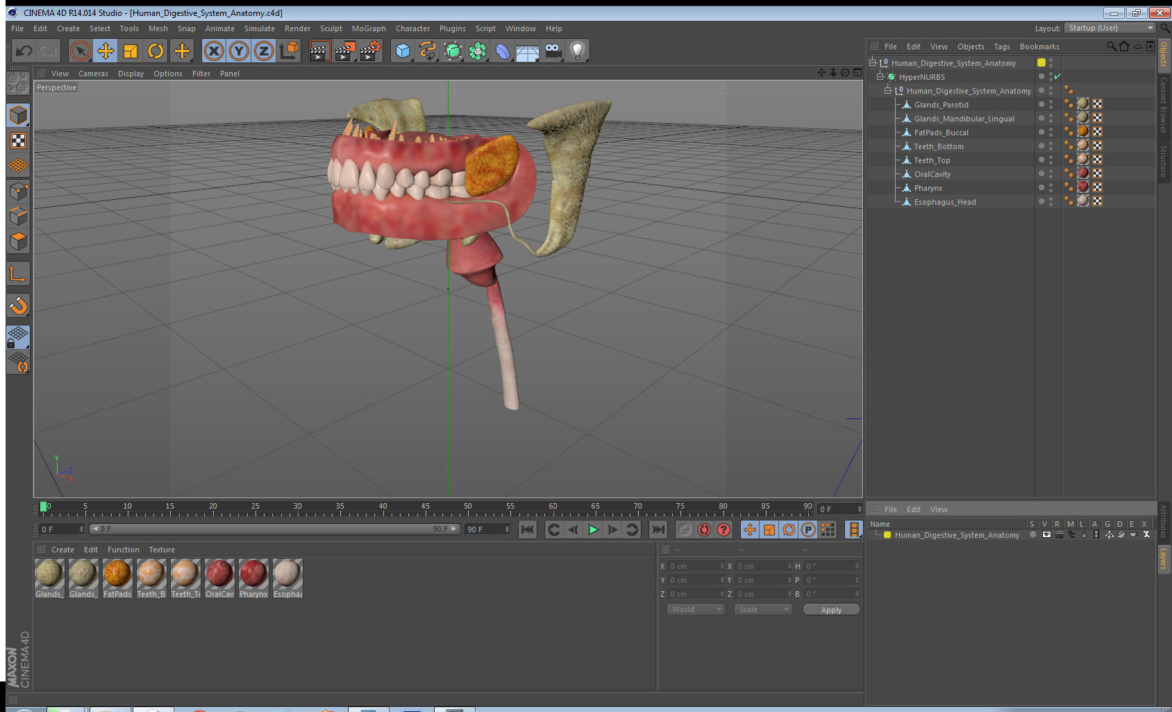 3D model Human Digestive System Anatomy