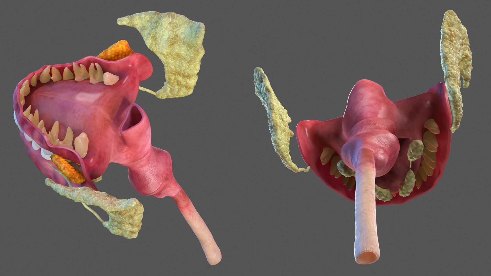 3D model Human Digestive System Anatomy