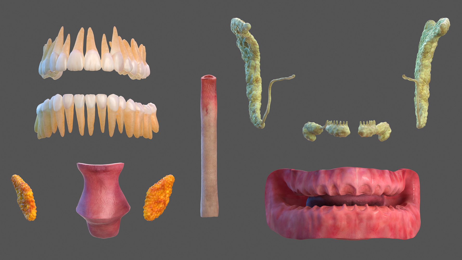 3D model Human Digestive System Anatomy