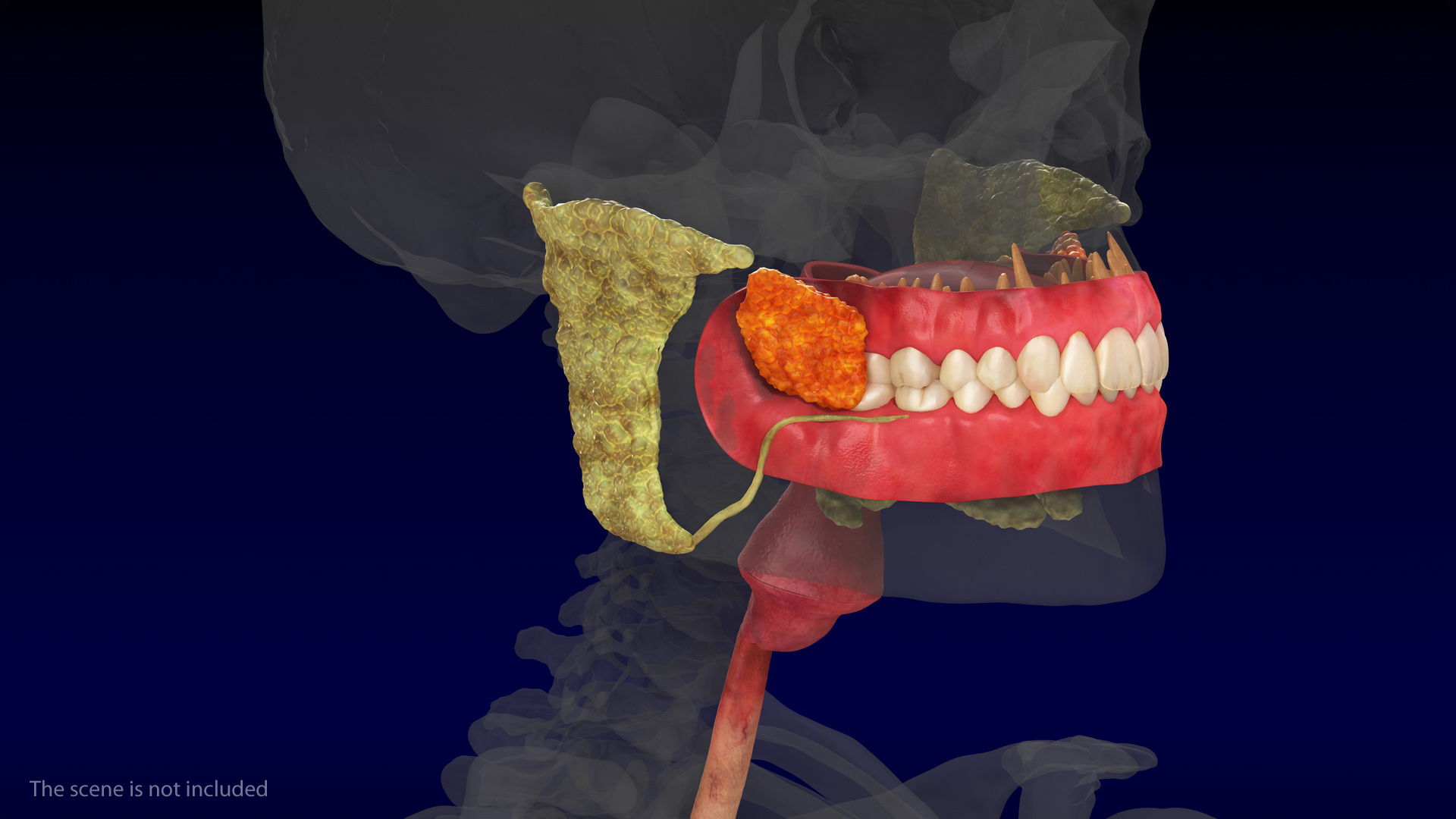 3D model Human Digestive System Anatomy