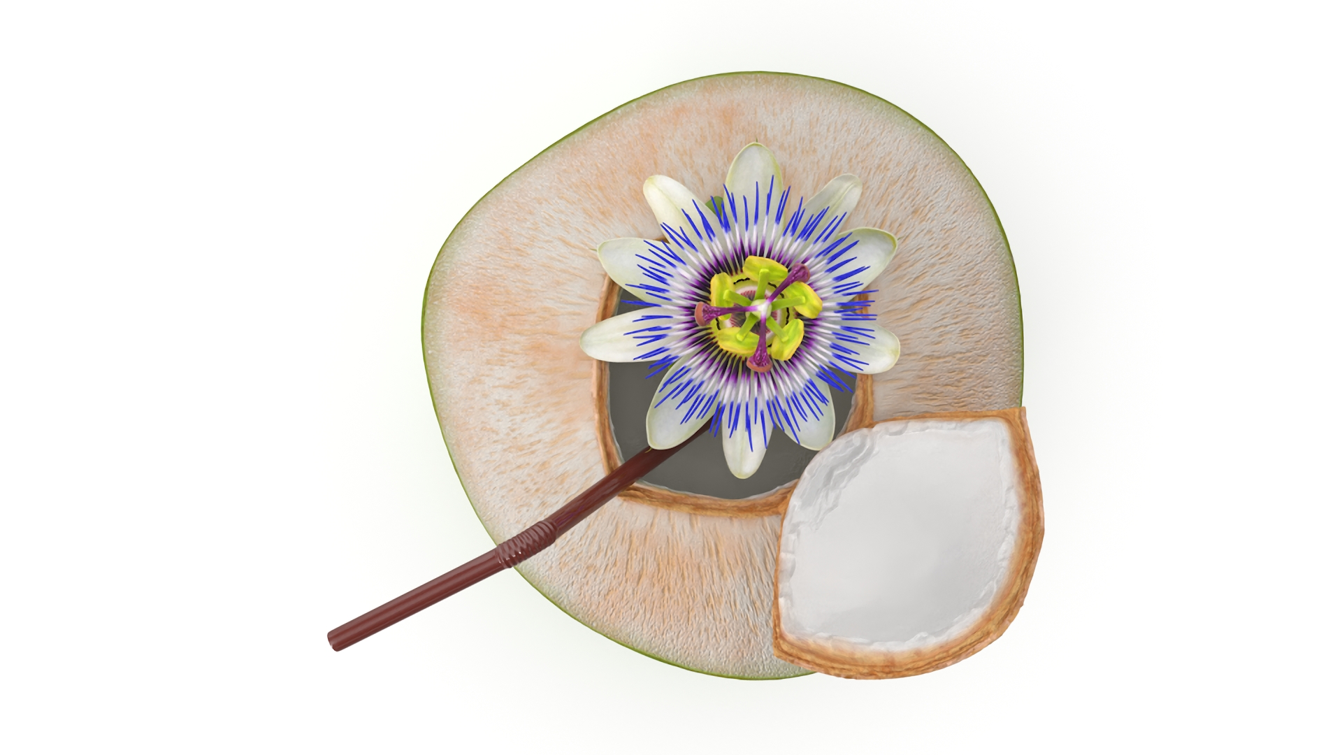 Tropical Coconut Drink with Passion Flower 3D