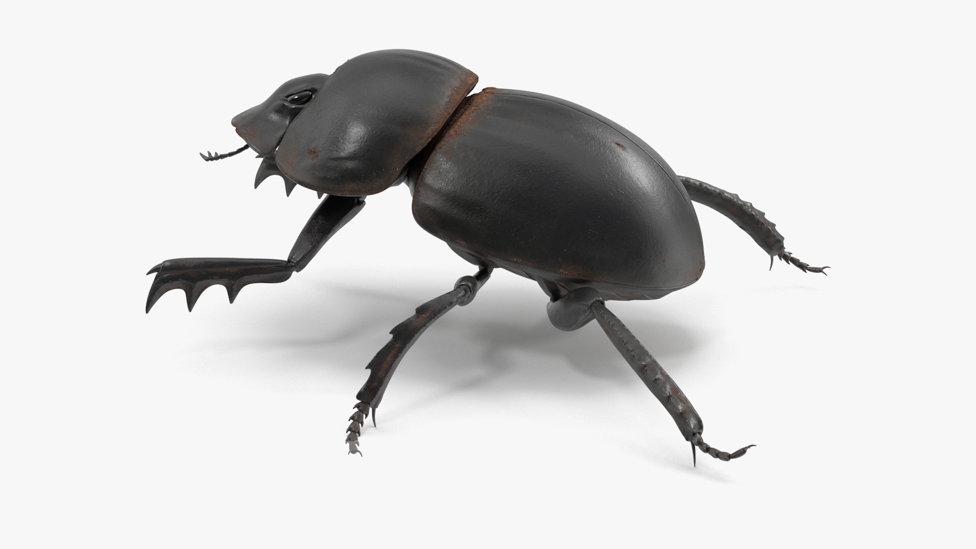 Mud Beetle Dirty Rigged for Maya 3D