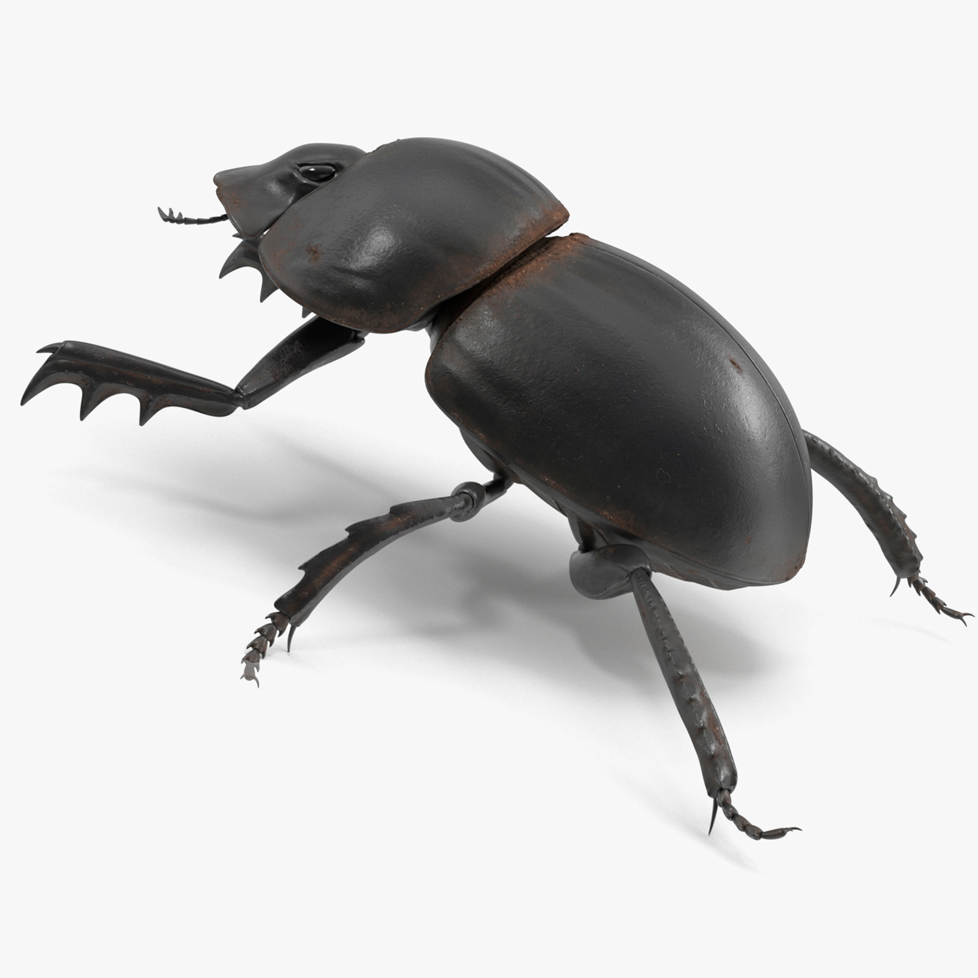 Mud Beetle Dirty Rigged for Maya 3D