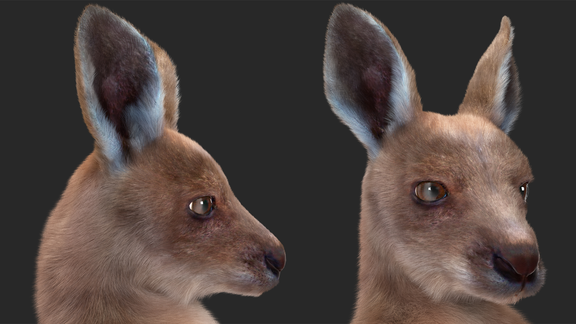 Baby Kangaroo in Standing Pose Fur 3D model